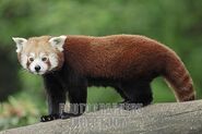 A red panda