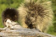 A North American Porcupine and her baby