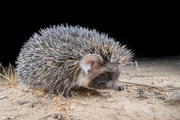 Desert Hedgehog