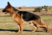 German Shepherd Dog