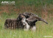 A Giant Anteater carrying her baby on her back