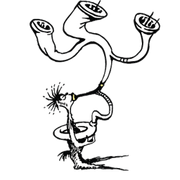 Bolster.png