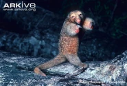 A silky anteater in defensive posture