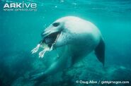 A leopard seal devouring a penguin