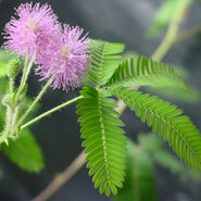 Now you can grow TickleMe Plants that flower like this