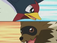 Taillow VS Zigzagoon