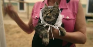 102 Jonathan the cat.jpg (114 KB)
