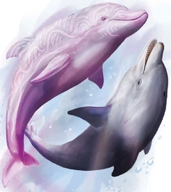 Delfiny - zwykły (po prawej) i delfin zachwycacz (po lewej)