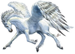 Pegasus