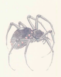 Wraith-spider