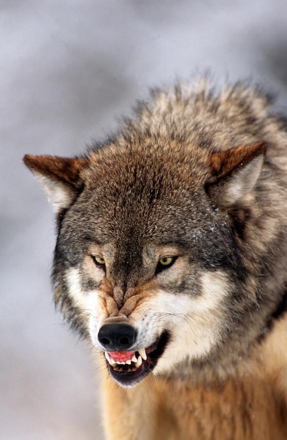 Werewolf | Shadow Falls Wiki | Fandom