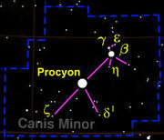 Procyon