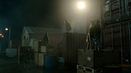 Loups 105