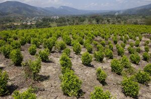 Coca Plants (2017 WSJ)