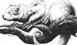 Critter Bulldog Stoat.jpg