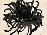 Black Chrysanthemum