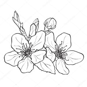 Blossoms (Internet).jpg