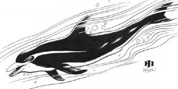 Critter Storm Dolphin.jpg