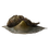 Eel Liver.png
