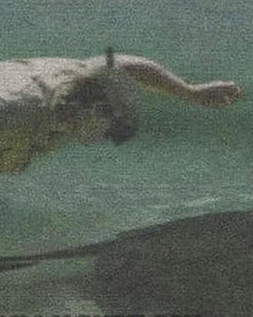Steve Irwin S Death Video Shadowsweb Info Wiki Fandom