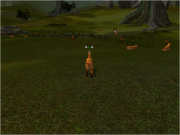 Fox