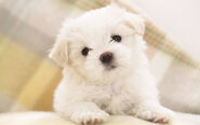 Maltese puppy-wide