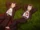 Shakugan no Shana-tan Episode 11