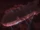 Dantalion's airship