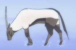 Arabian Oryx