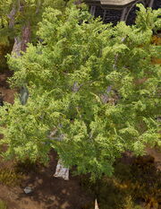 Tree.jpg