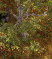 Ash tree.png