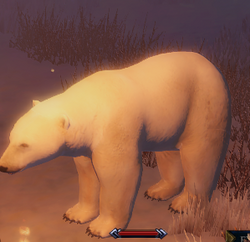 Arctic Bear