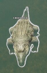 Crocodile