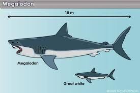Megamouth shark, Prehistoric Wiki