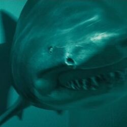 shark night great white