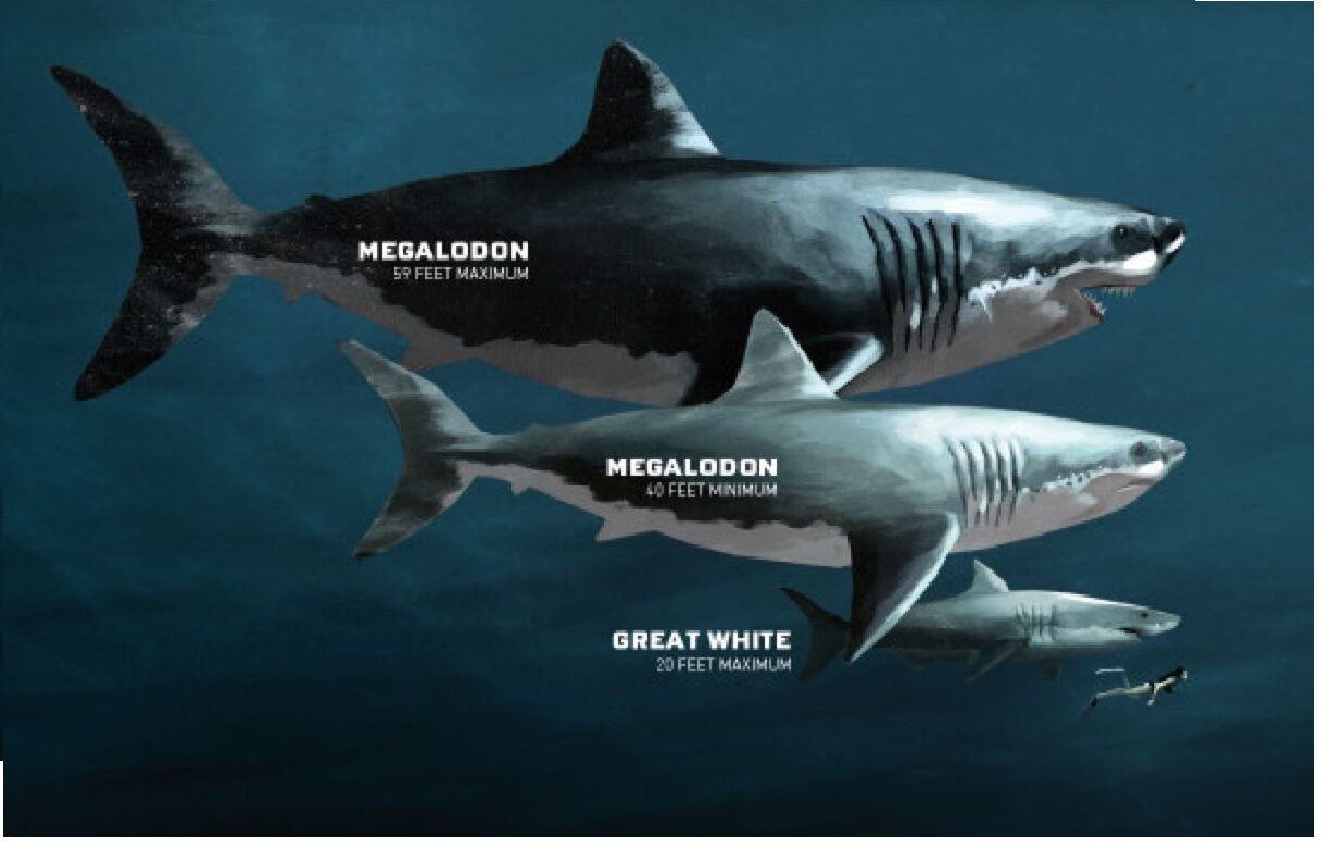 Great White Sharks: Diet, Behaviour, And Conservation│IFAW