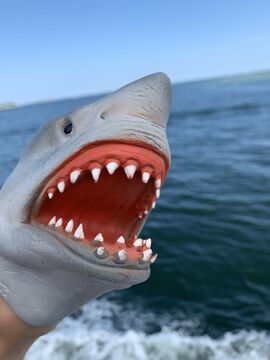 Shark puppet puppet outlet