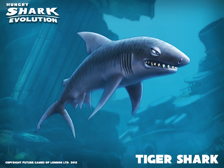 The Tiger Shark | Sharks of hungry shark evolution Wikia | Fandom