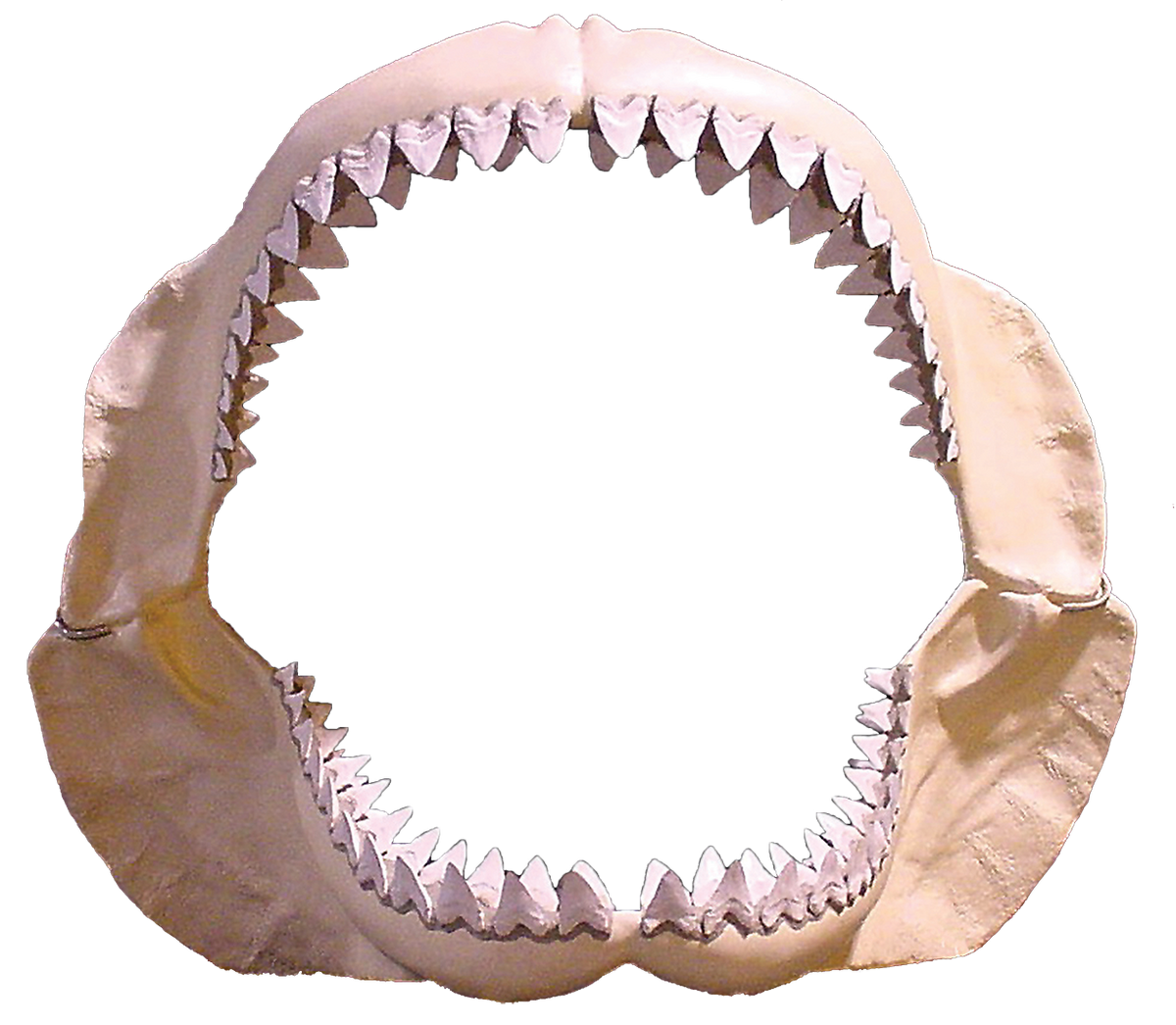 Real Information About MEGALODON | Sharks of hungry shark evolution