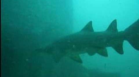 Sand_Tiger_Sharks_off_North_Carolina