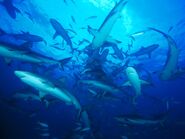 Feeding-frenzy-sharks