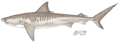 Tiger Shark