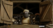 Shaun and The Flock