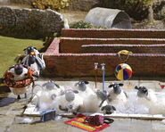 Flock take bath