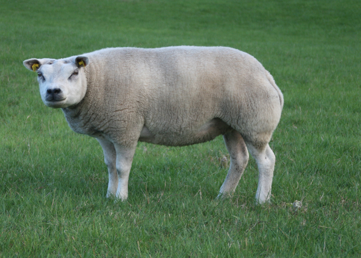 Texel Sheep Wiki Fandom