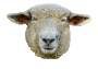 Sheep Wiki