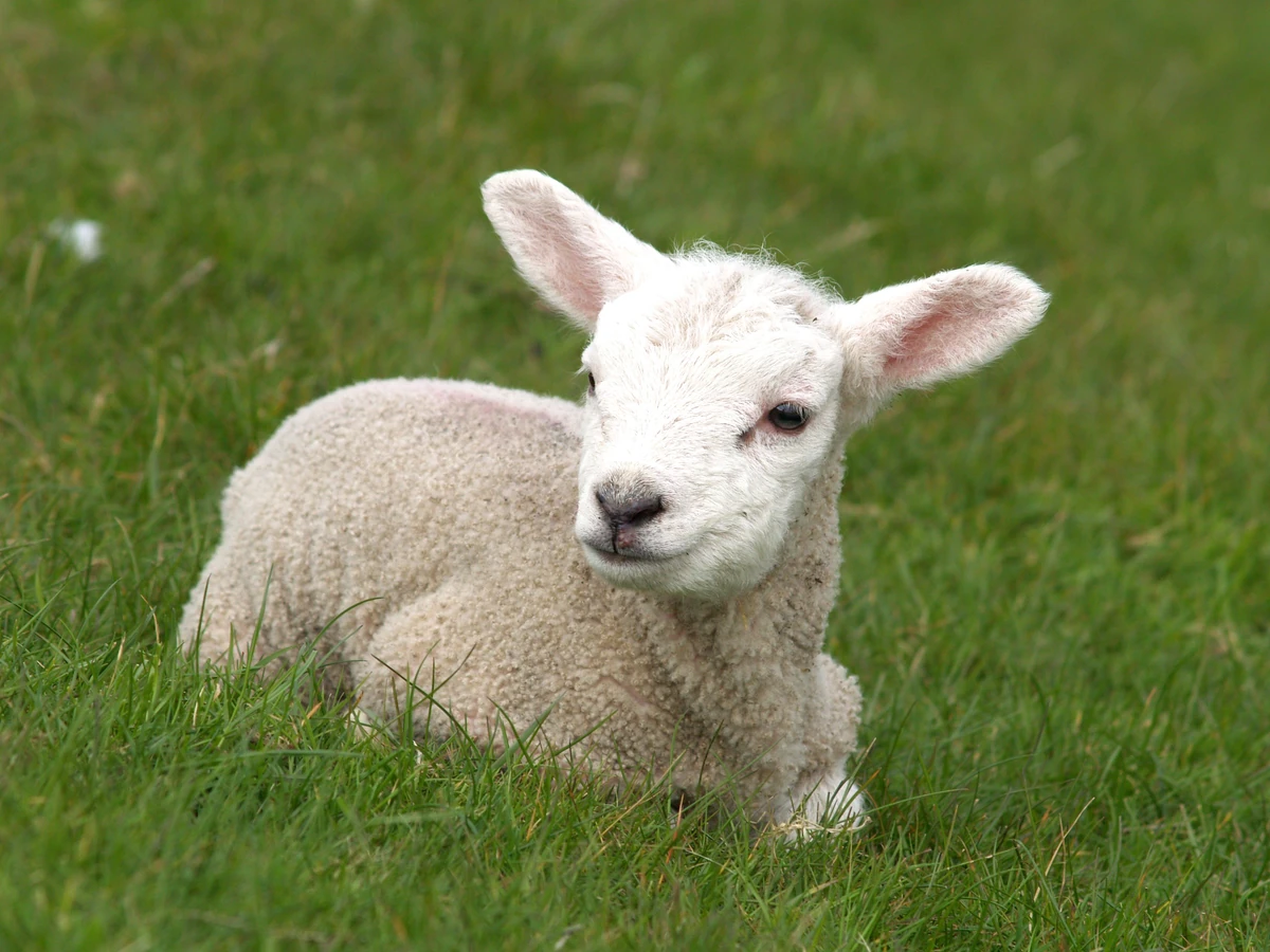 Lamb Sheep Wiki Fandom Lamb Sheep Wiki Fandom