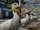 Duck Race