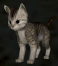 Capsule toy of a cat strongly resembling the kitten called "Tora".