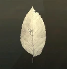 White Leaf in inventory.